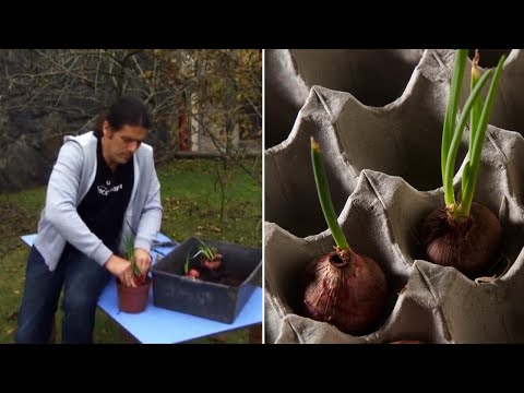 Video: Acerca de las cebollas de mar trepadoras - Cómo cultivar una planta de cebolla trepadora