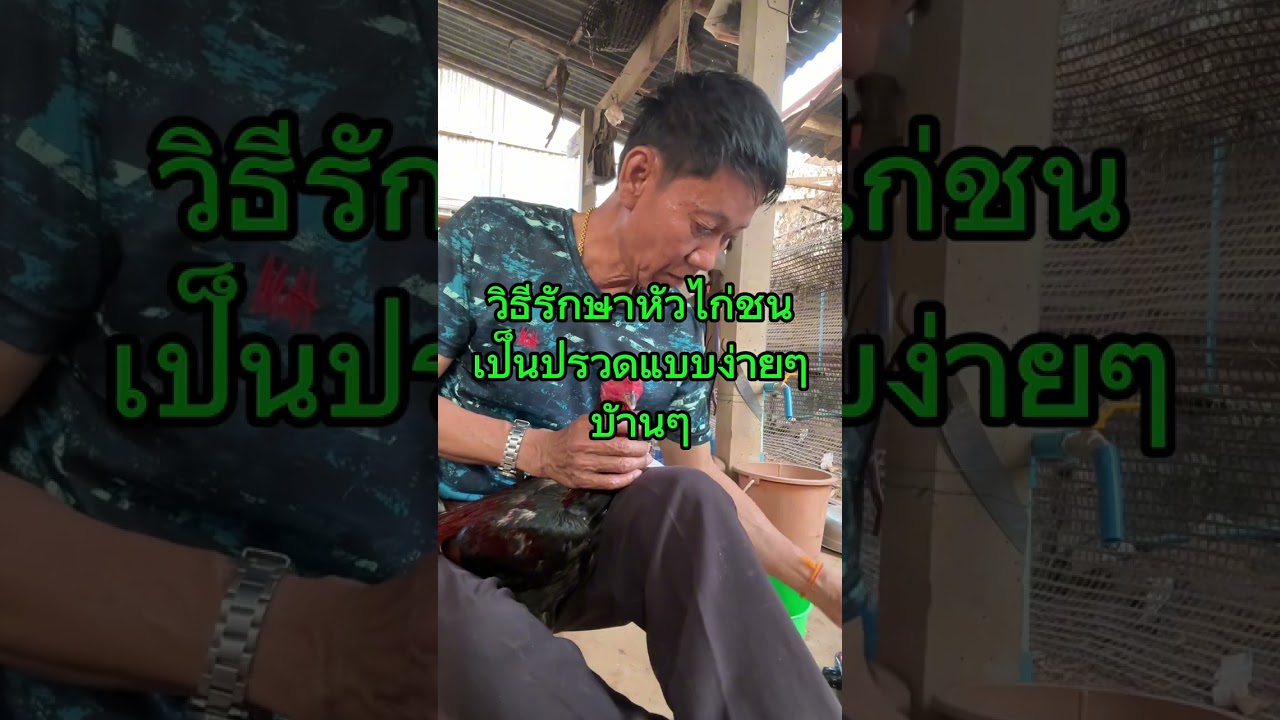 วิธีรักษาหัวไก่ชนเป็นจรวดแบบง่ายง่ายบ้านบ้าน