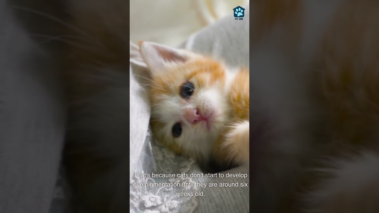 Why Do All Kittens Have Blue Eyes?