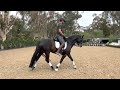 BASIC dressage ride!