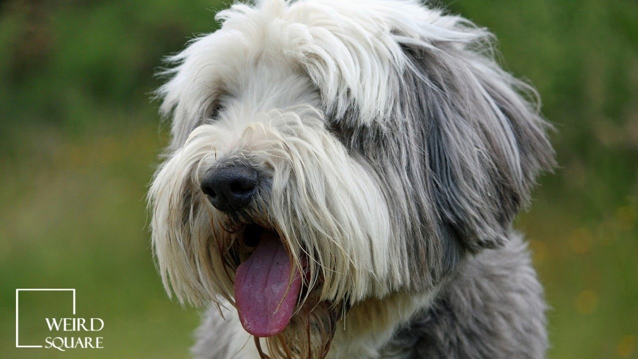 The Bearded Collie ranks 104 out of 155 breeds in popularity in the United States
