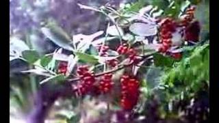 Baies Roses Épices De La Réunion