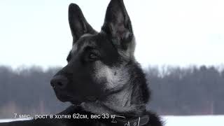 Рост ВЕО с 1,5 до 15 мес.