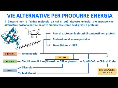 VIE METABOLICHE ALTERNATIVE