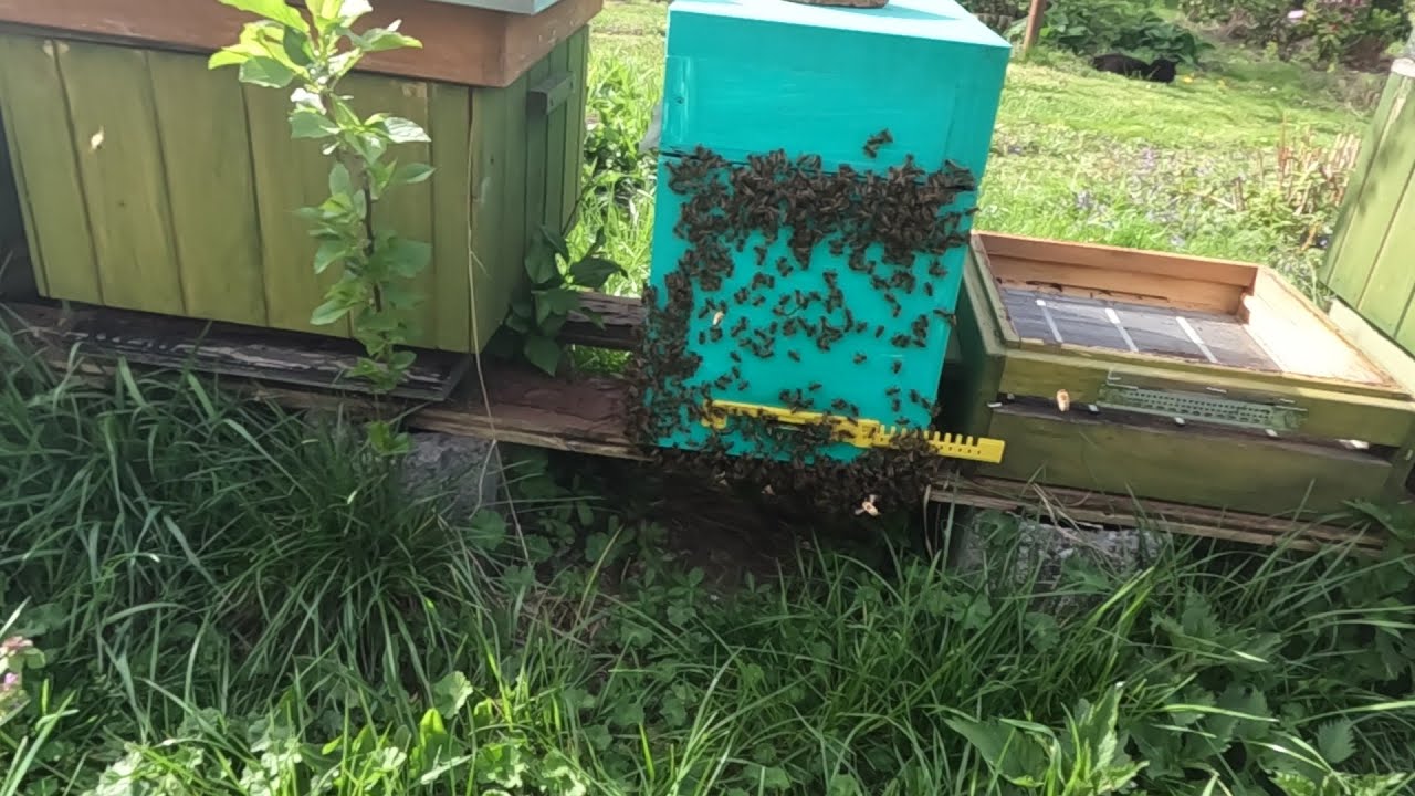 Pszczoły się nie mieszczą! przekładam odkłady