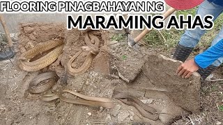 FLOORING PINAGBAHAYAN NG MARAMING COBRA | VenSon Cobra