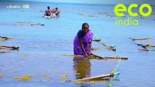 Eco India: Seaweed farms in Tamil Nadu are helping Indians fight climate change