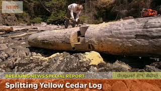 Splitting yellow cedar log