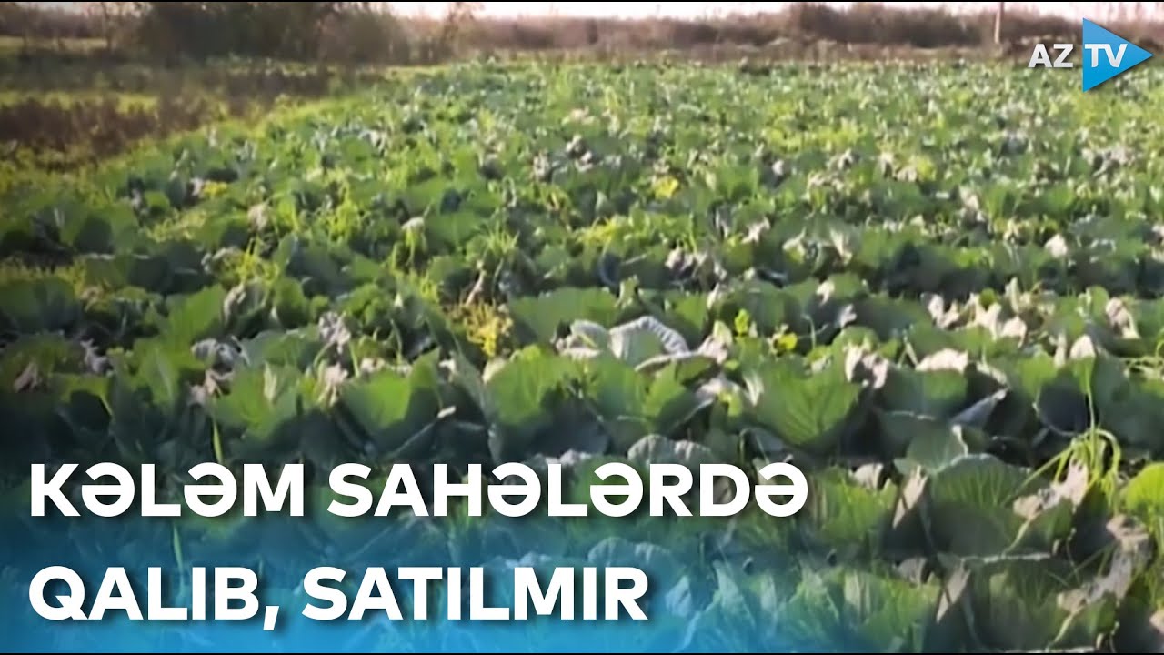 Kələm sahələrdə qalıb: məhsulun satılmamasına səbəb nədir?