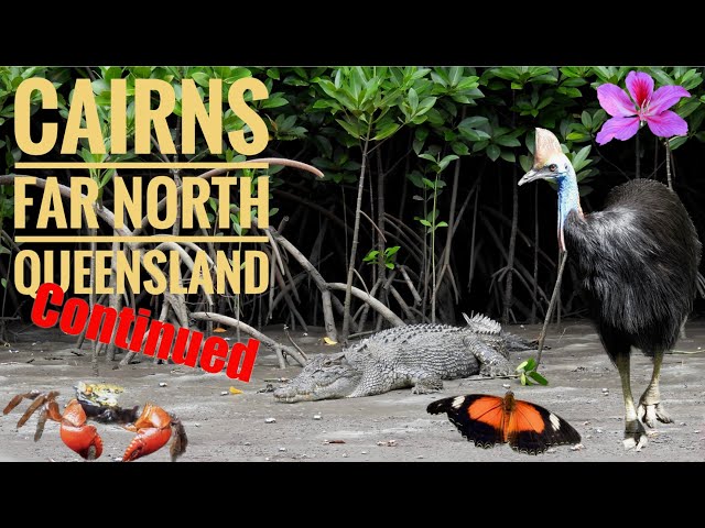 Cairns, Daintree and Kuranda continued