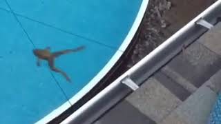Frogger