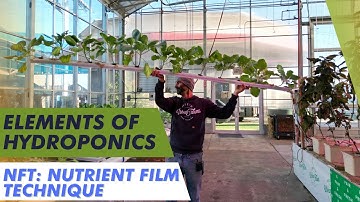 How To Grow In A Nutrient Film Technique (NFT) Hydroponic System