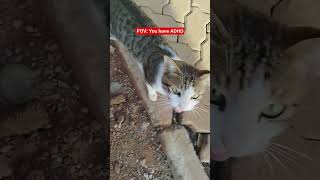 Download Lagu You have ADHi#viral #funny #funny #cat #pets #shorts MP3