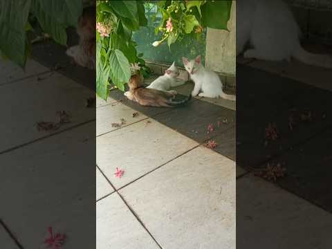 Time Machine Cats Longest Daily Cat S Story