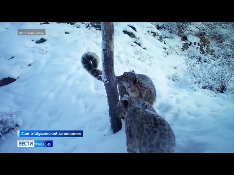 Снежный барс оставил «сердечко» на дереве в заповеднике в Хакасии