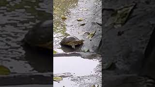 কচ্ছপ কত দূরত চলে #amazingj #fishing #কচ্ছপ #Turtle