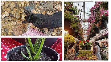 Weekly vlog #5 spring cleaning and walks