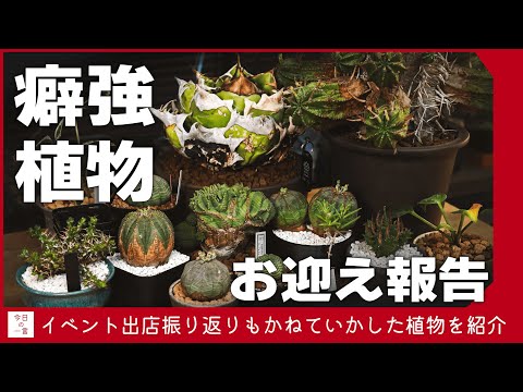 最近お迎えした癖強な珍奇植物たちを紹介したい【アガベ・塊根・多肉