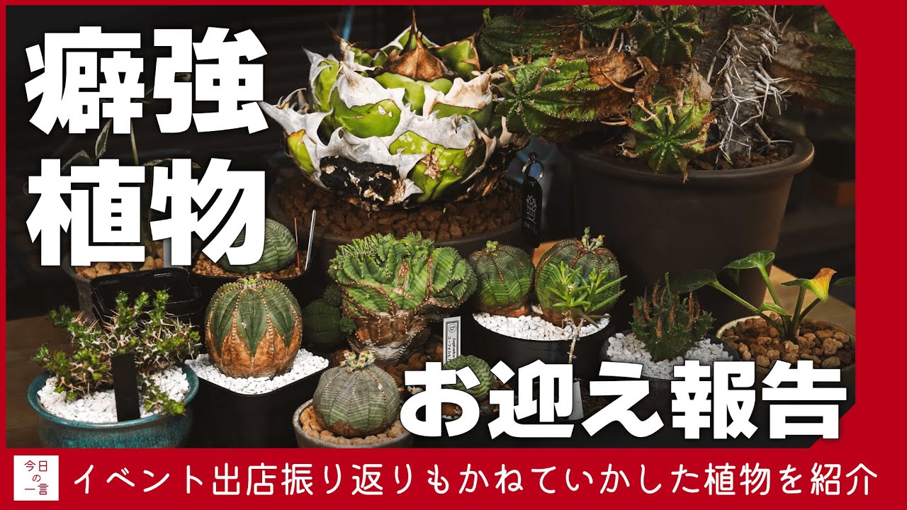 超絶希少！◇親株◇多肉植物シリーズ・アガベ属・ビルモニニアナ綴化inわけけのお店 多肉植物 アガベ (NHK趣味の園芸 12か月栽培ナビNEO) | 靍岡 秀明 |本
