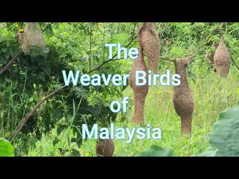 Malaysia's Natural Wonders: Ep.1 - The Weaver Birds of Malaysia