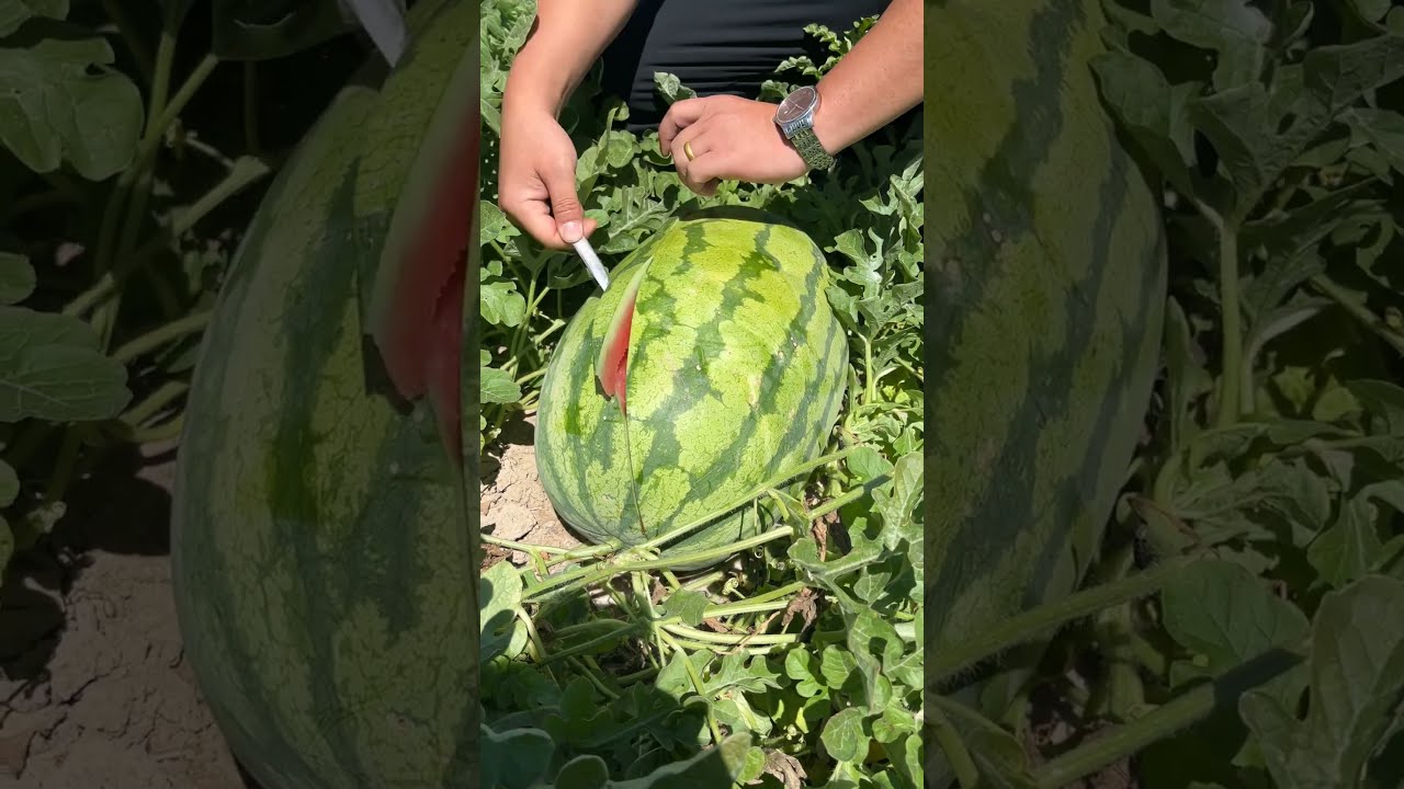 Very Big Watermelon Cutting ASMR Amazing Farming Satisfying Agriculture Farmlife Wildlife