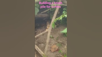 Creating habitat for box turtles