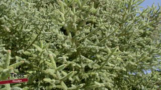 Pinsapo Abies Pinsapo