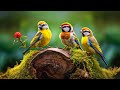 Relaxing Music With Beautiful Nature Videos 🍀 Reduce Stress, Anxiety &amp; Depression 🌿 Soul Healing