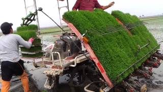 The Best Rise Cultivation Machine