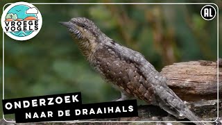 Onderzoek naar de mysterieuze draaihals | Radio | Vroege Vogels