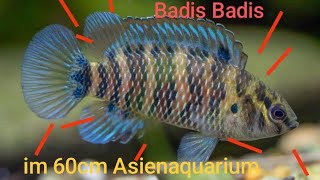 Badis Badis im neuen Aquarium! Ciao Guppys, Mollys und Platys. #badis #badisbadis