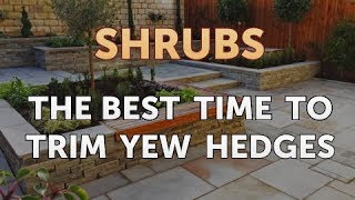 The Best Time to Trim Yew Hedges