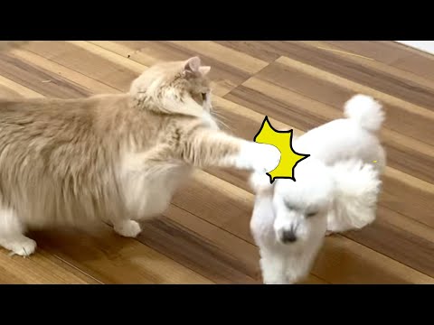 とりあえず犬に殴っとく猫【猫パンチ】 PDS