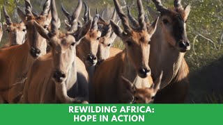 Rewilding Africa: Hope in Action