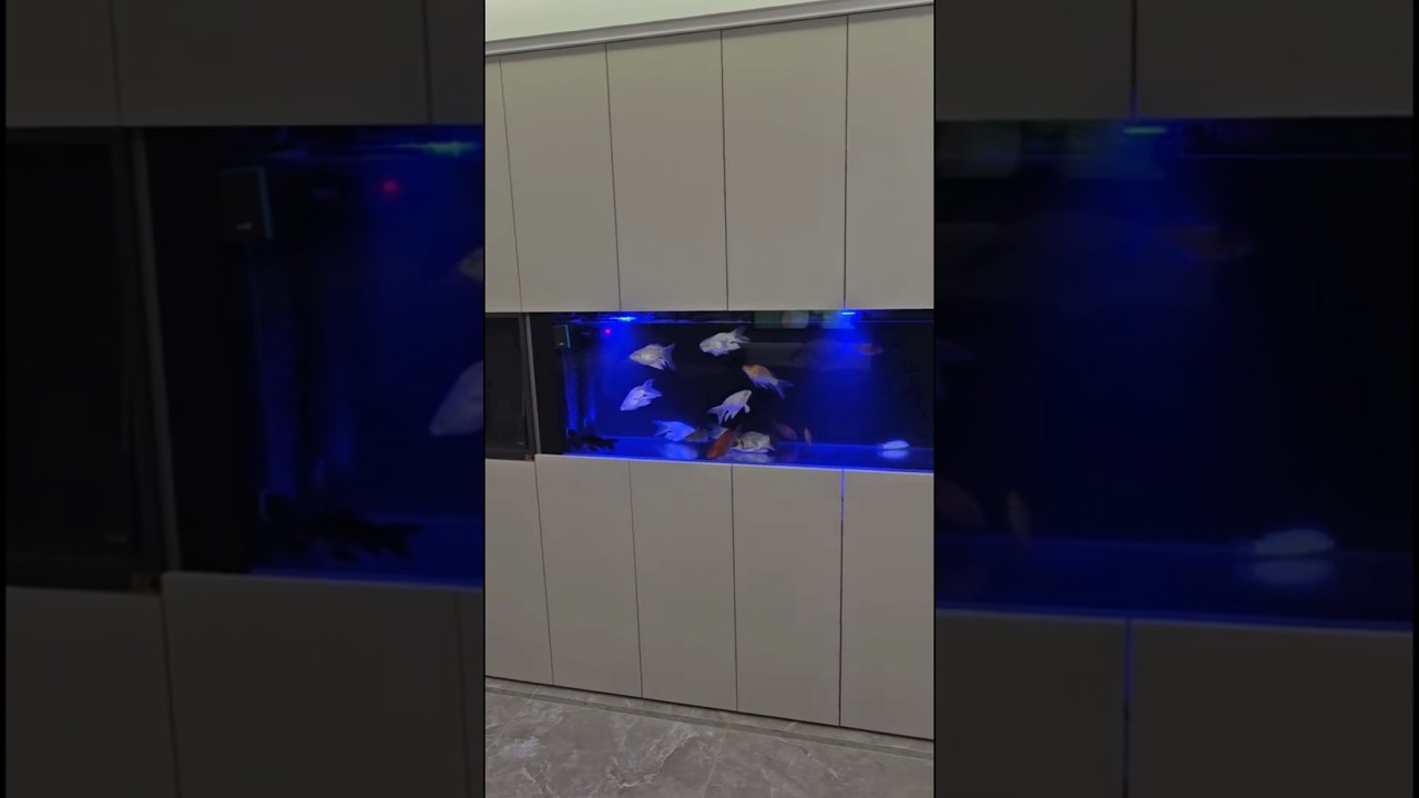 Marine Closet: A Wardrobe with a Built-in Fish Tank