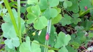 Tiny red insects in my garden - what are they?