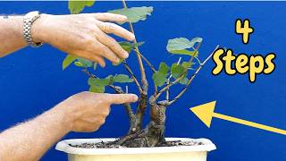 Turn Nursery Stock Into a Convincing Bonsai | 4 Steps to Success!