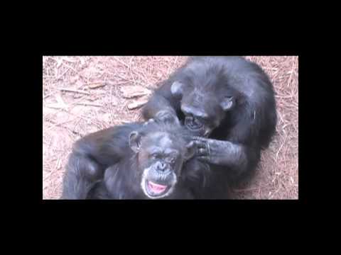Chimp Haven National Chimpanzee Sanctuary