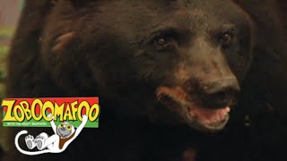 🐒🐻 Zoboomafoo 123 - Bears | HD | Full Episode🐒🐻