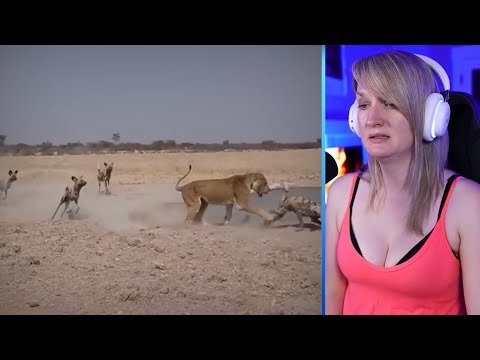 15 Merciless Moments When Wild Dogs Were Attacked By Predators Part 2 | Pets House