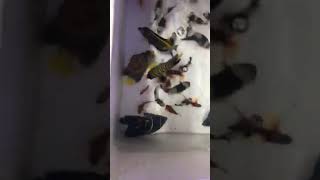 cá cảnh - cá cảnh đẹp mới về