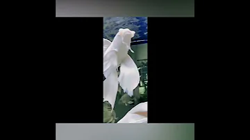 White Fish السمكة البيضاء 