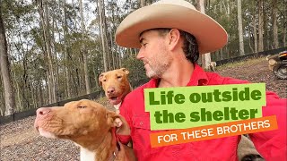 Update on American Staffy X Kelpie Puppy Brothers | Life Outside the Shelter