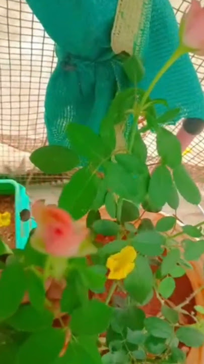 #roses #pink#flowers#gardenplants#minivlog#ytshorts#trending@SRK SAI Creations