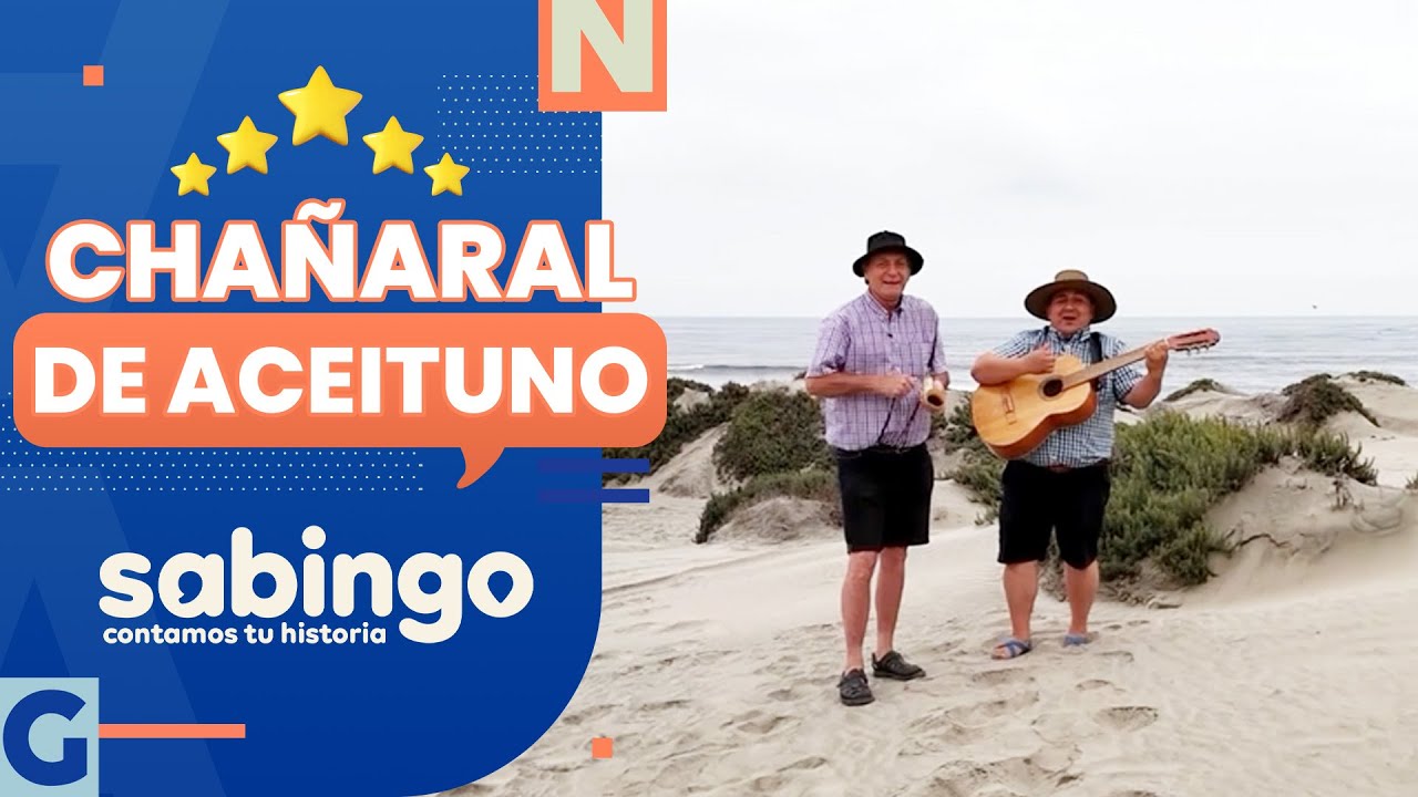 CÓMO HACER ACEITE DE OLIVA: Los huasitos pasearon por Chañaral de Aceituno - Sabingo