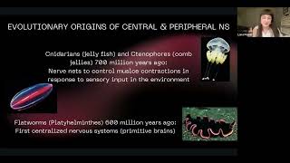 The Autonomic Nervous System & its Evolution