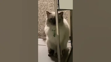 My Cat Loll 