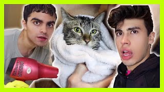 PRIMER BAÑO DE DIVAZA GATO PRIMER BAÑO DE DIVAZA GATO