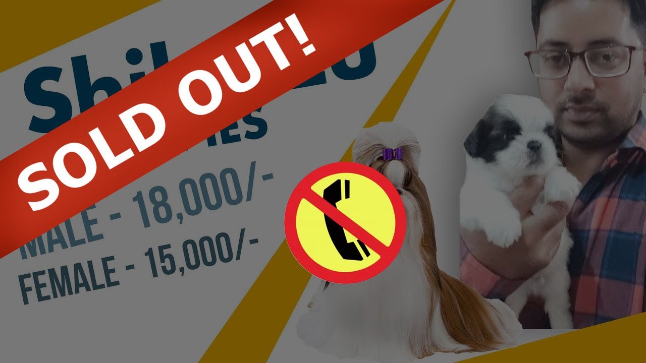 SHIHTZU Puppies in India Pet Shop In Jalandhar Pet Shop In Chandigarh YouTube