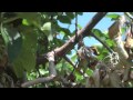 Nectria Twig Blight And Canker Nectria Twig Blight And Canker